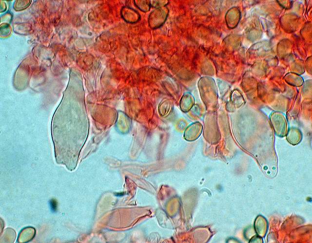 Agrocybe sororia s.l.